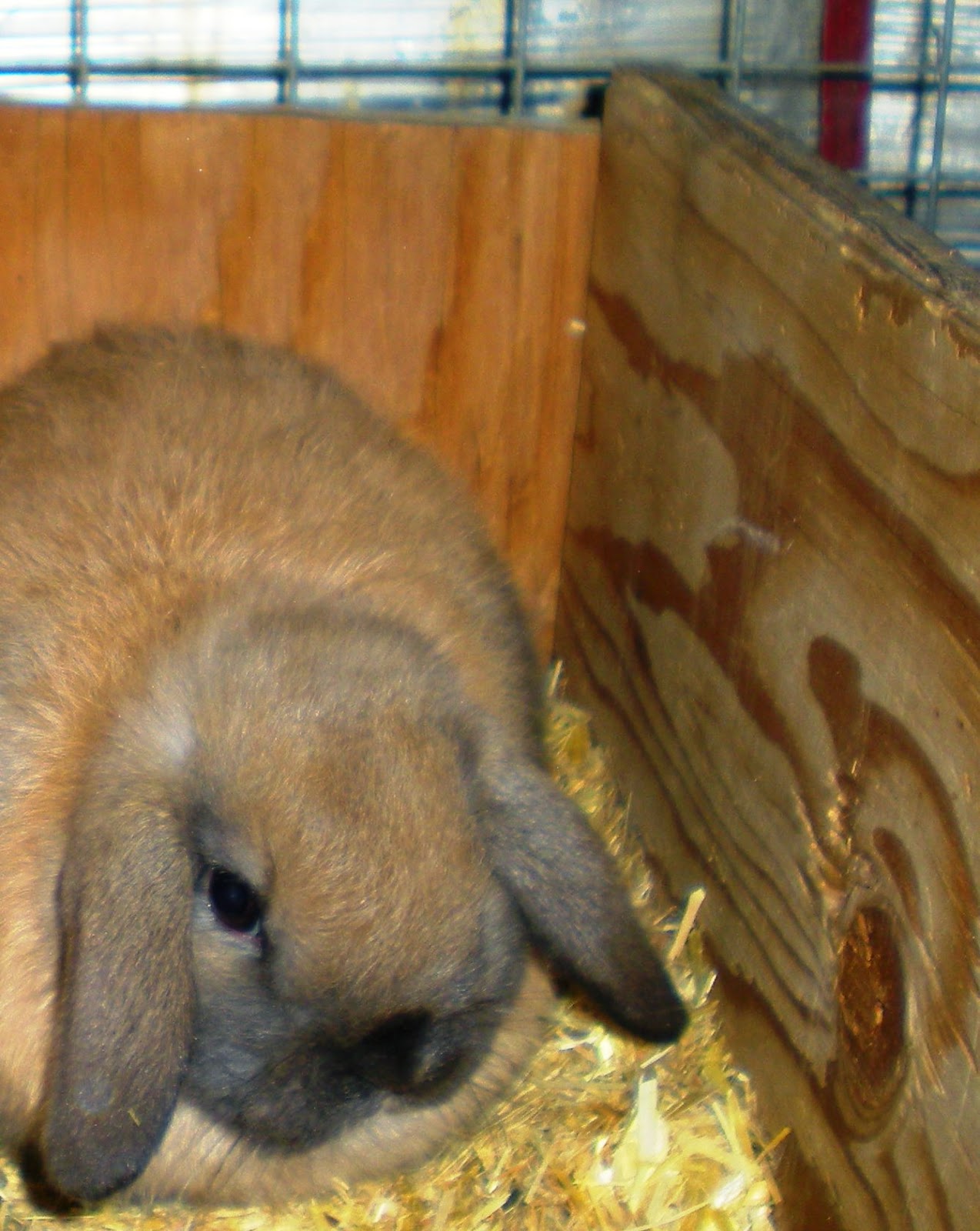 SHAMROCK RABBITS