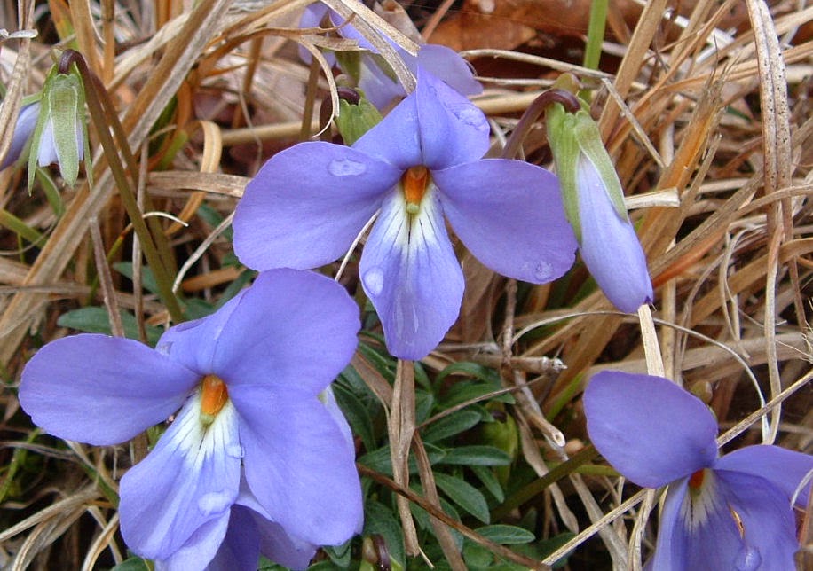 Blue Starr Gallery Wild Violets in Bloom