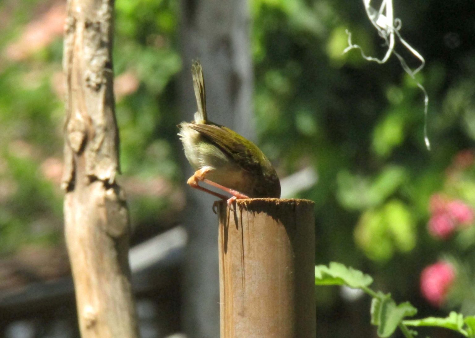 Gambar Cinenen Pisang di hutan jati Jawa
