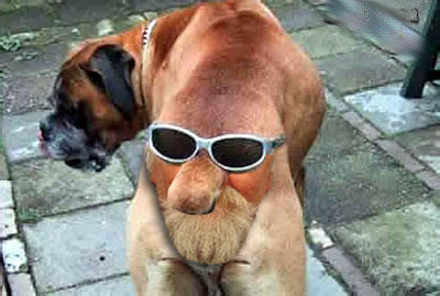 Stace+Dogs+Ass.jpg