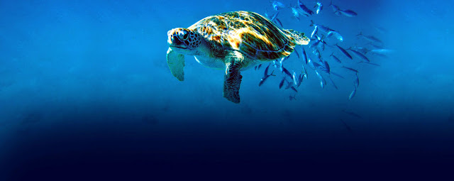 Tortue de mer dans la profondeur des océans des caraïbes , aux petites Antilles à la Barbade.