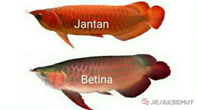 Perbedaan Ikan Arwana Jantan dan Betina