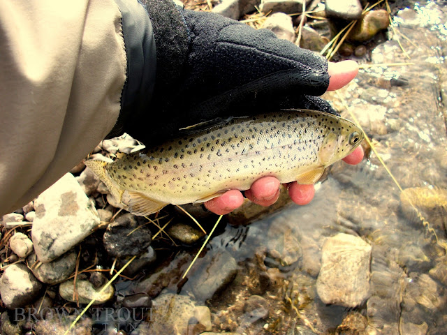 Imágenes integradas 4