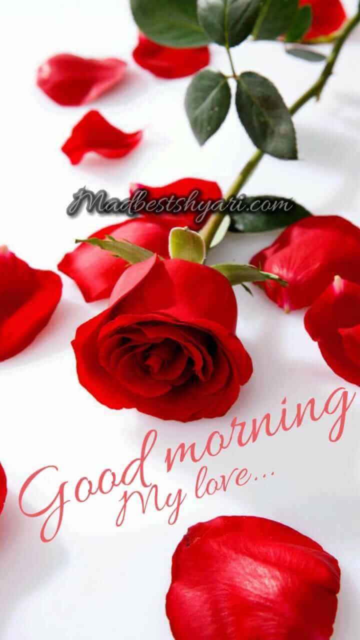 good morning images with Rose good morning images with Rose