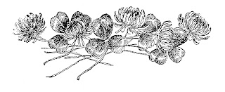 flower clover artwork illustration image graphics