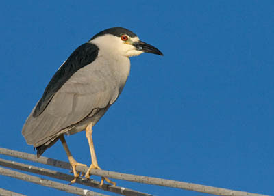 Photo of a Black-crowned Night-Heron in a boat's rigging Photo of a Black-crowned Night-Heron in a boat's rigging