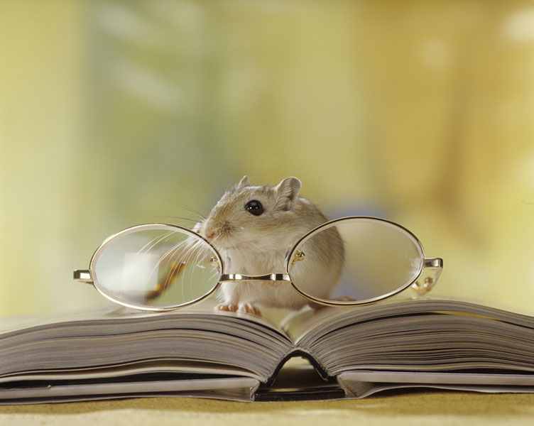 Мышь в очках картинки