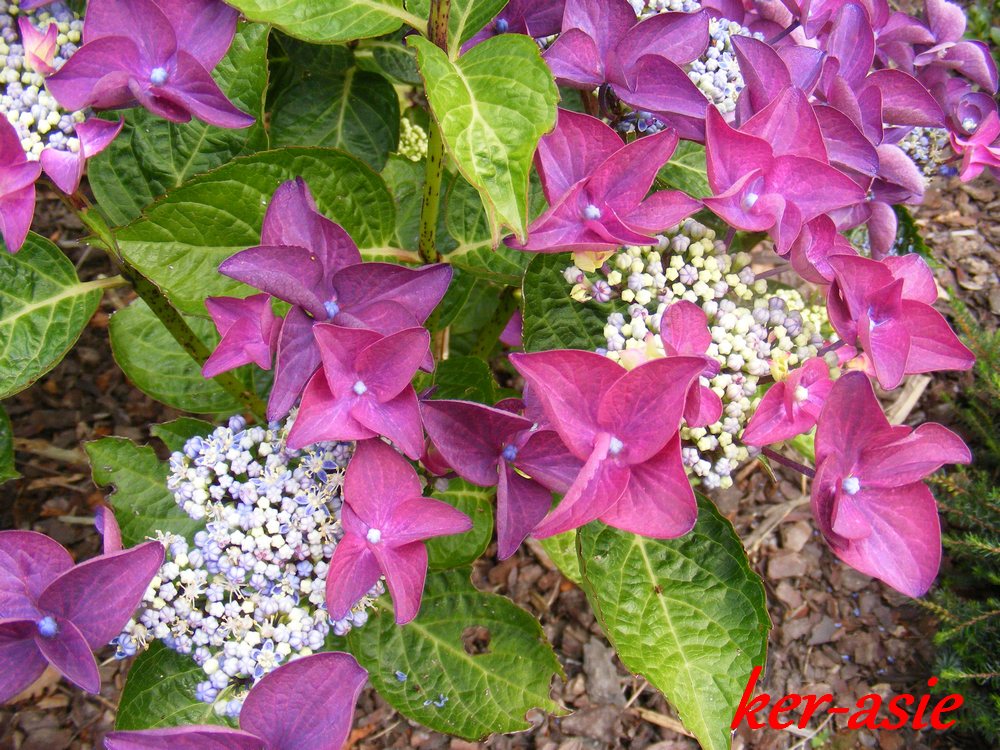 Ker Asie Un Jardin Du Morbihan