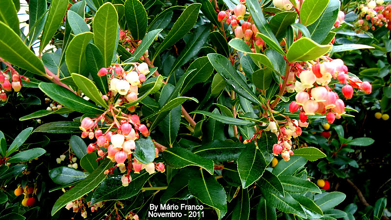Meu Cantinho Verde: MEDRONHEIRO - ( Arbutus unedo )