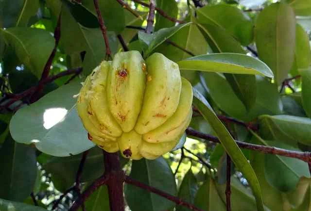 Garcinia Cambogia Fruit And Its Health Henefits