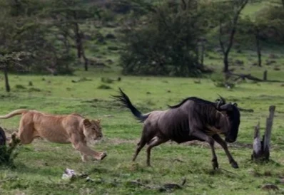 Why Lions Hunt Wildebeest African Folklore story; Lions hunt Wildebeests to this day because of a wrong done to Lion by the Wildebeest.