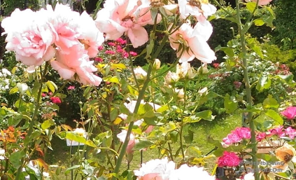teman para penggemar bunga mawar pada khusnya dan penggemar taman pada umumnya Taman Yamashita Yokohama, Penuh Mawar Di Pinggir Laut