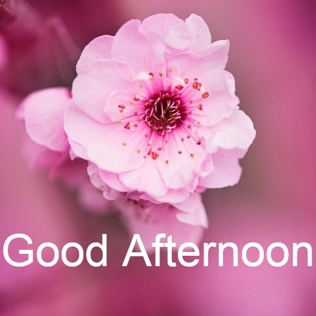 Good Afternoon Image HD Good Afternoon Image HD