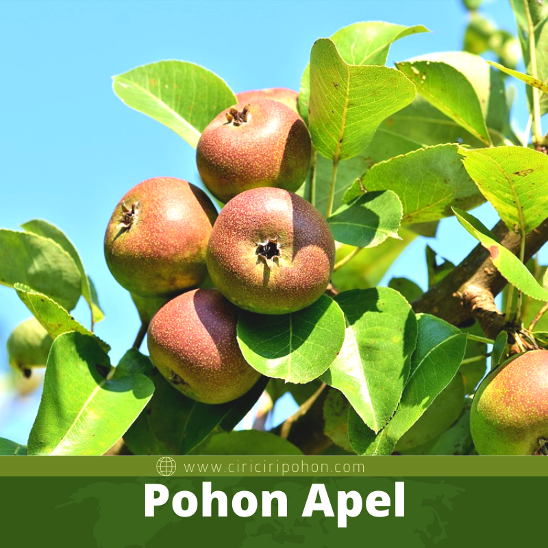 Pohon Apel