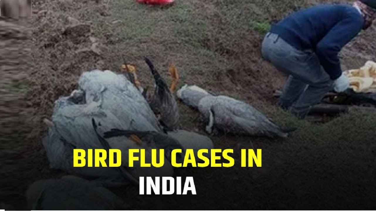 First case of bird flu confirmed in Gujarat