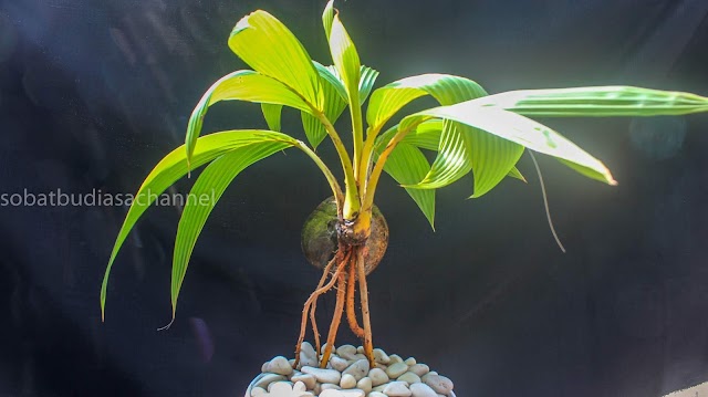 Foto Bonsai Kelapa Terbaru