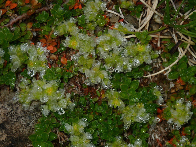 Paronychia kapela Paronychia kapela