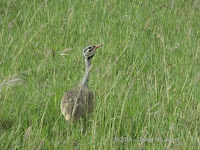 White-bellied bustard male, Tanzania - by Daniel St-Laurent, Jan. 2018 White-bellied bustard male, Tanzania - by Daniel St-Laurent, Jan. 2018