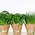 Plant a windowsill garden