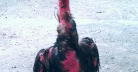 Cara merawat ayam mabung atau bulu rontok dengan mudah Cara merawat ayam mabung atau bulu rontok dengan mudah