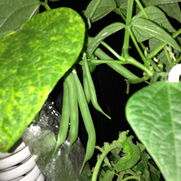 Em Geral 91+ Foto De Que Parte De La Planta Crecen Los Ejotes Lleno 11/2023