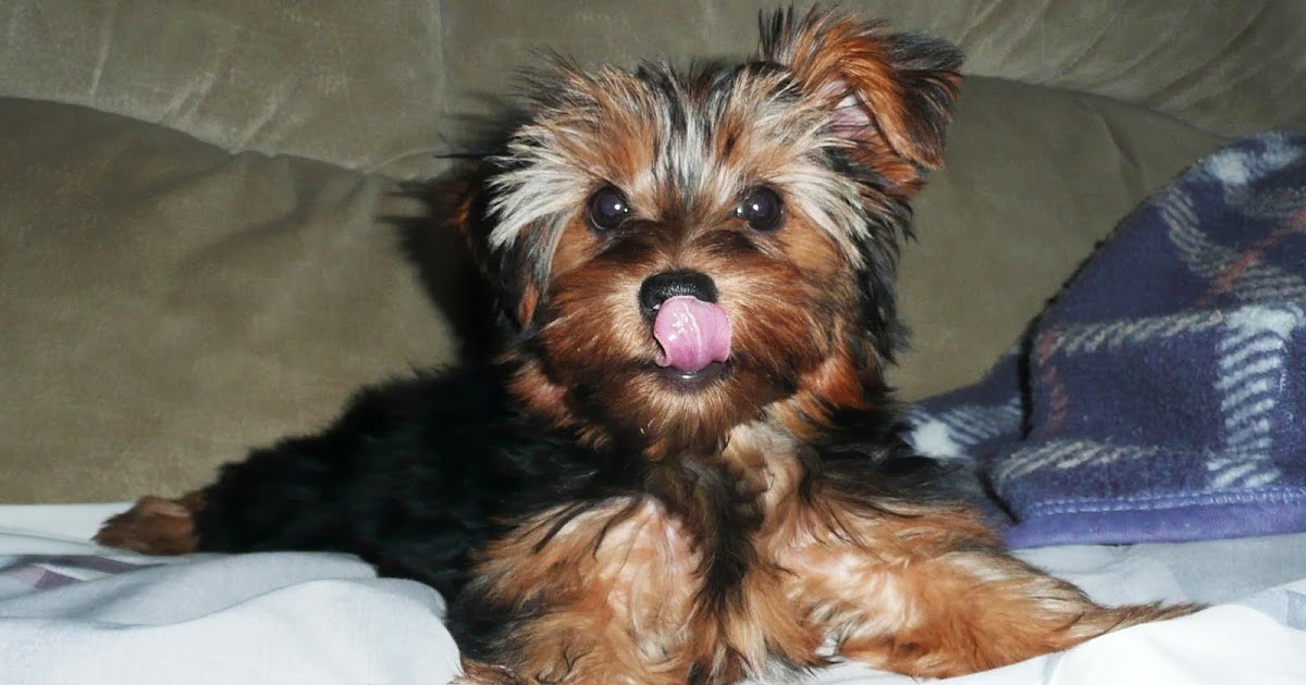 dramioneautrevienotremoment