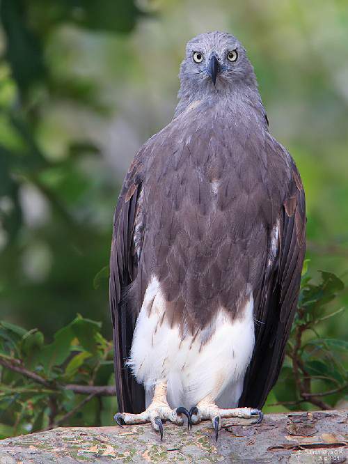 Indian birds - Image of Lesser fish-eagle - Ichthyophaga humilis