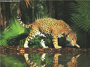 Jaguar ~ Chapter 3