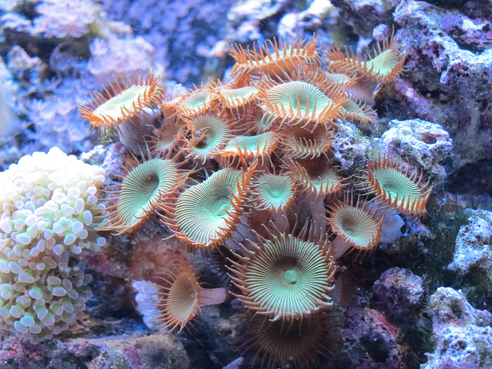 Trials and Tribulations of a Reef Aquarium: July 2011