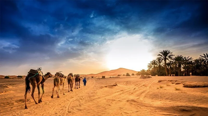 Caravana de camelos no deserto