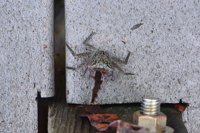 Aratus pisonii Aratus pisonii