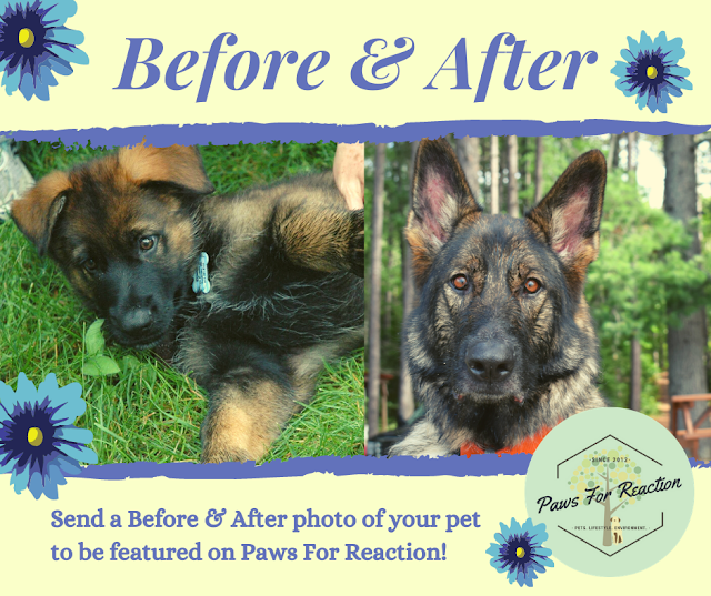 July featured pets: Send a 'Before & After' photo of your pet to be featured on Paws For Reaction