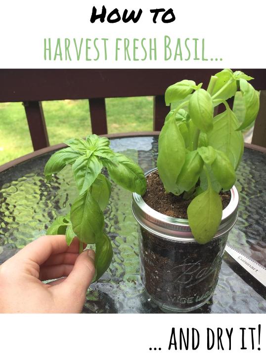 Fluffy Bums and Muddy Boots Harvesting & Drying Fresh Basil