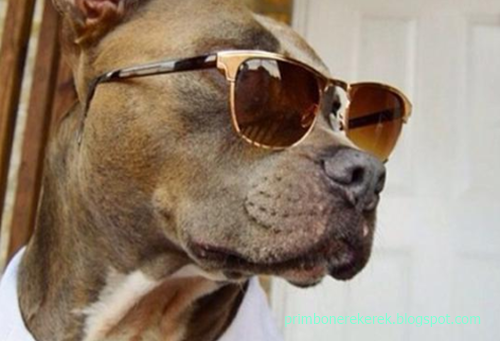 16 Tafsir Mimpi Mendandani Anjing Menurut Primbon Jawa Dan Erek Erek 2D