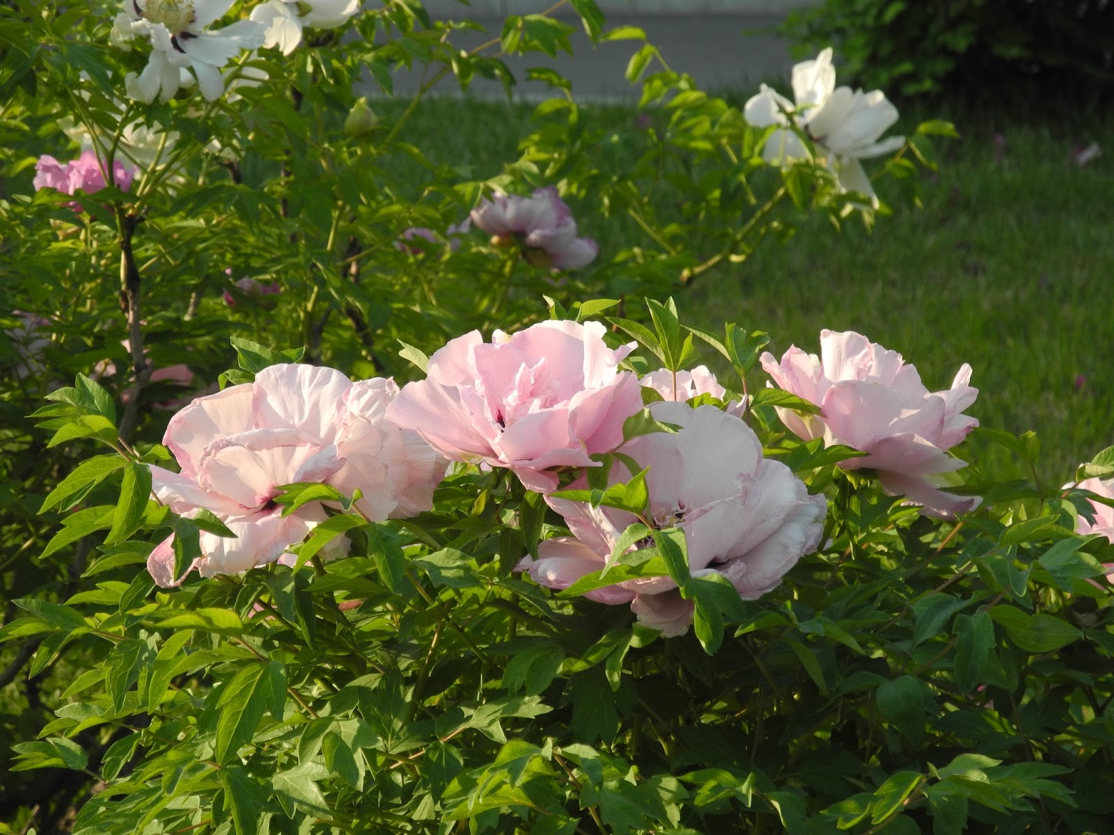 Пионы в парках