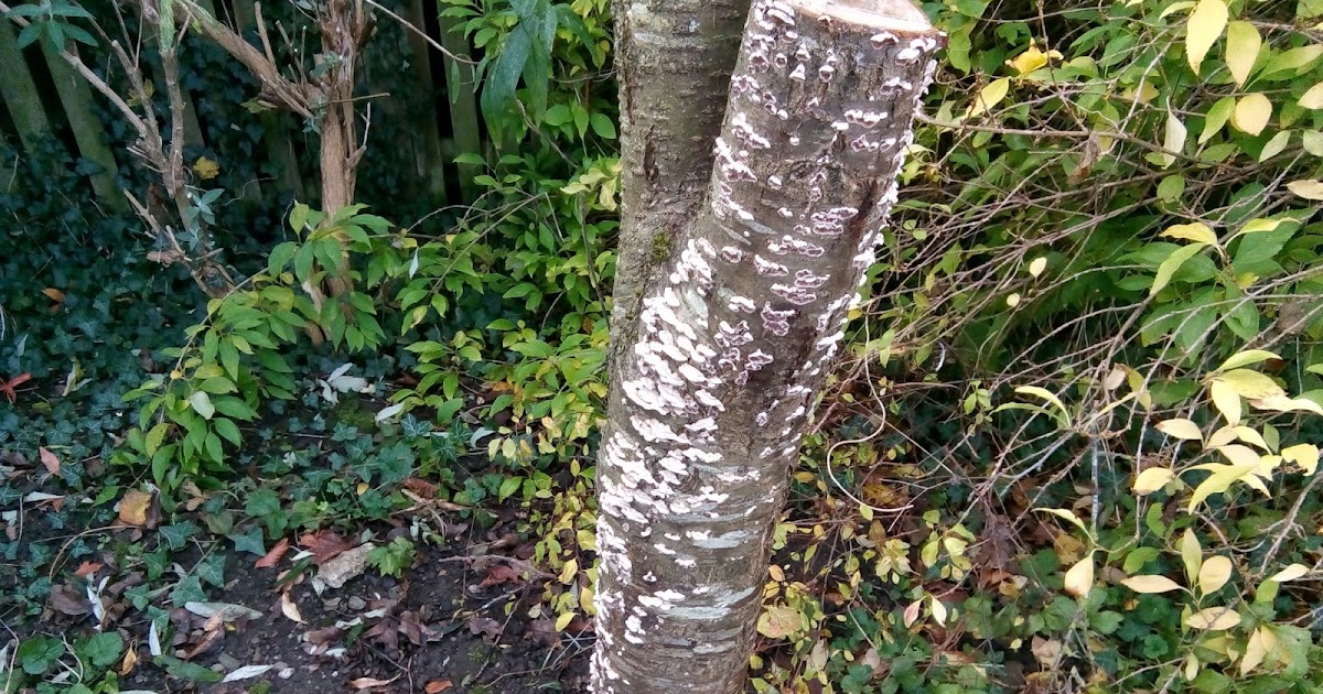 Rachel the Gardener Fungus on a Plum Tree always a bad sign