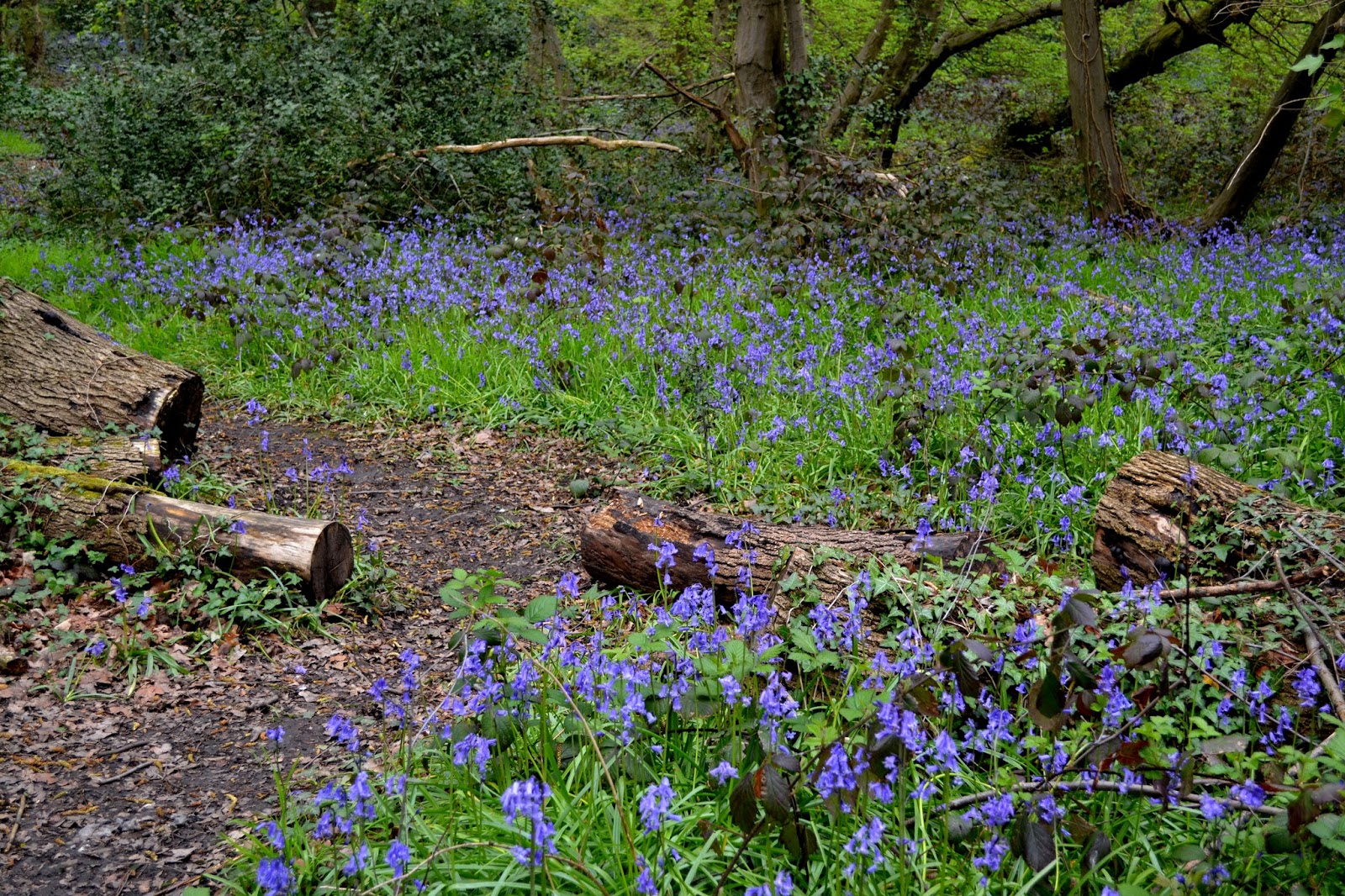 Just an Essex Lad Bluebells, wood anemone and wild garlic inm