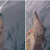 Ψαράδες έσωσαν δελφίνι που είχε μπλεχτεί σε δίχτυα αλιείας στα Νέα Ρόδα Χαλκιδικής (βίντεο)... 