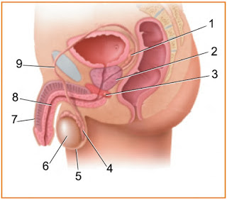 Soal 2 Sistem Reproduksi Biologi Kelas Xi Ipa Sma Ma Biologine Pak Mycunk