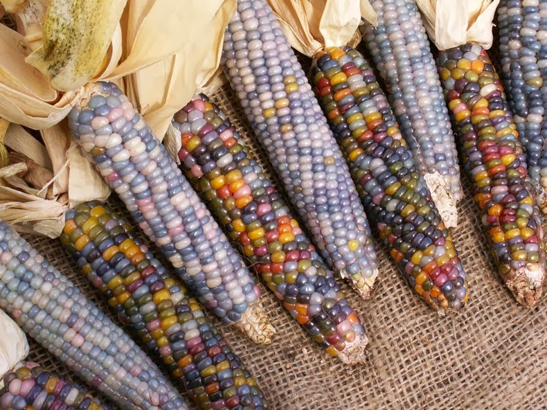 Glass Gem Corn Jagung dengan Biji WarnaWarni Pos Hari Ini
