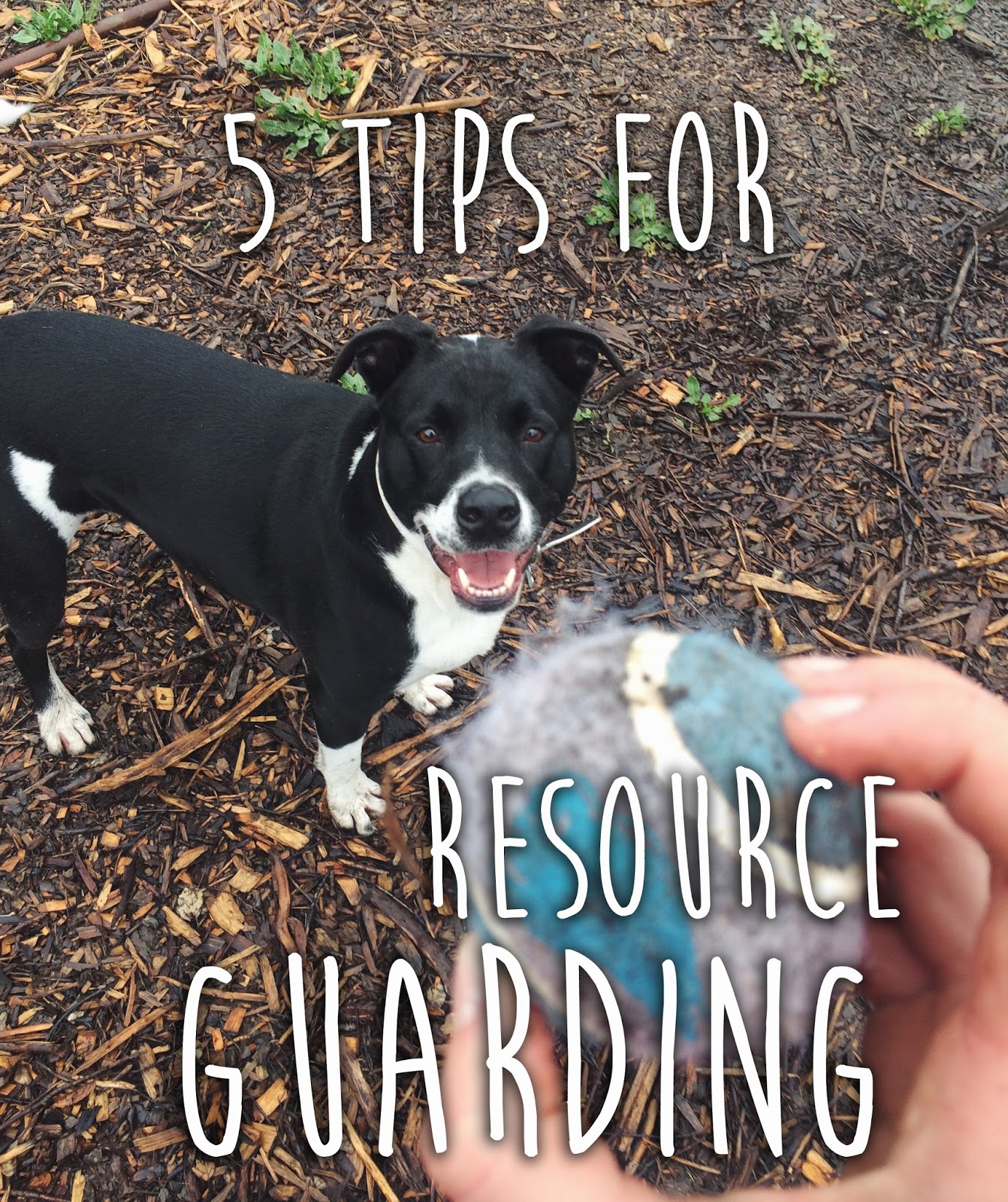 5 Tips for Resource Guarding Path & Paw