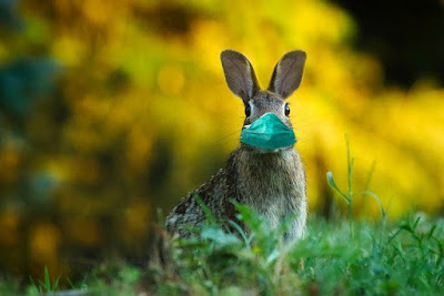 Bunny wearing a green facemask