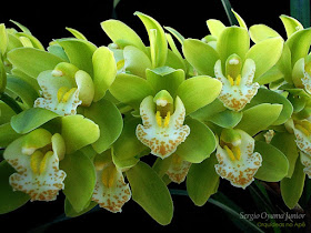 Orquídeas no Apê: Orquídea Verde