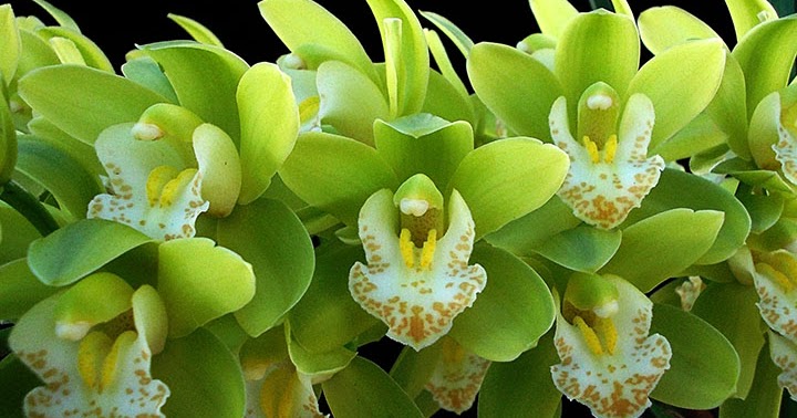 Orquídeas no Apê: Orquídea Verde