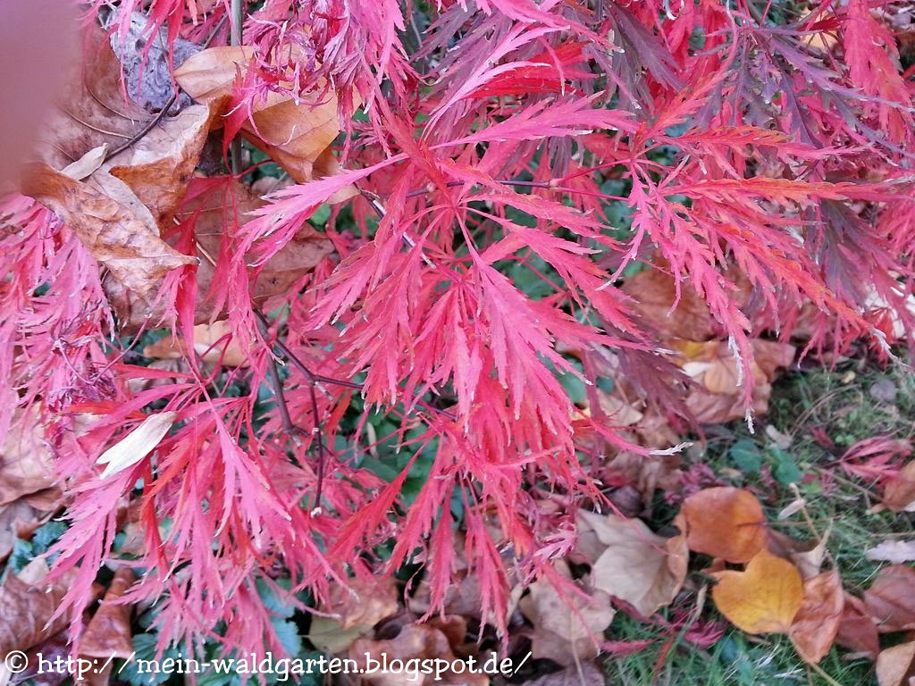 © Mein Waldgarten Rotlaubige Gehölze für meinen Garten