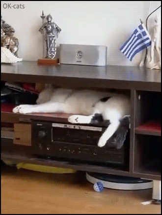 Amazing Cat GIF • Cat having an horrible nightmare, falls on the floor but decided to continue its nap, haha Amazing Cat GIF • Cat having an horrible nightmare, falls on the floor but decided to continue its nap, haha