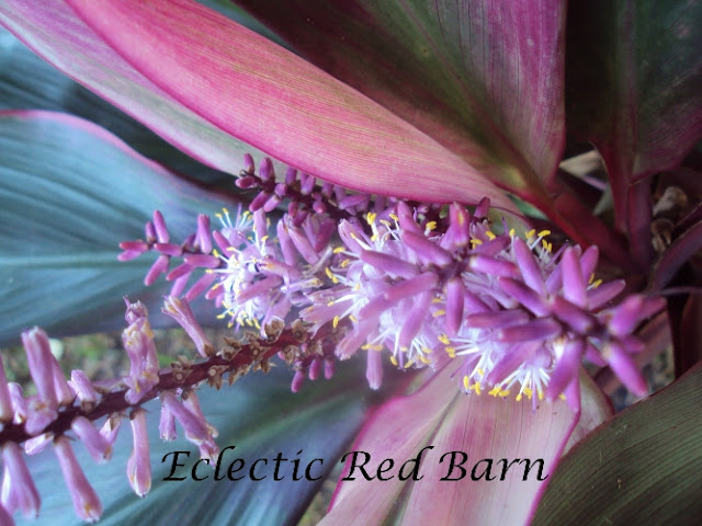 Flowering Tropical Plant with Teal Leaves