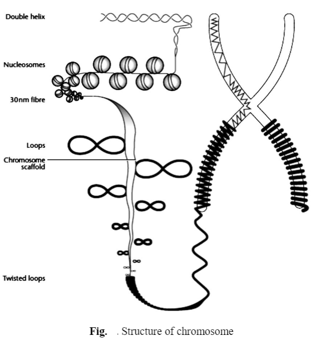 Structure of Chromosomes: Prokaryotic and Eukaryotic