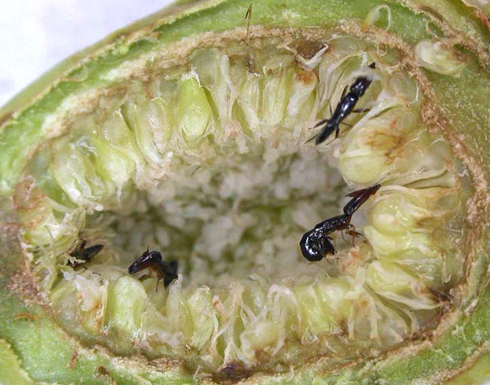 Weird Science The One About Figs and Wasps