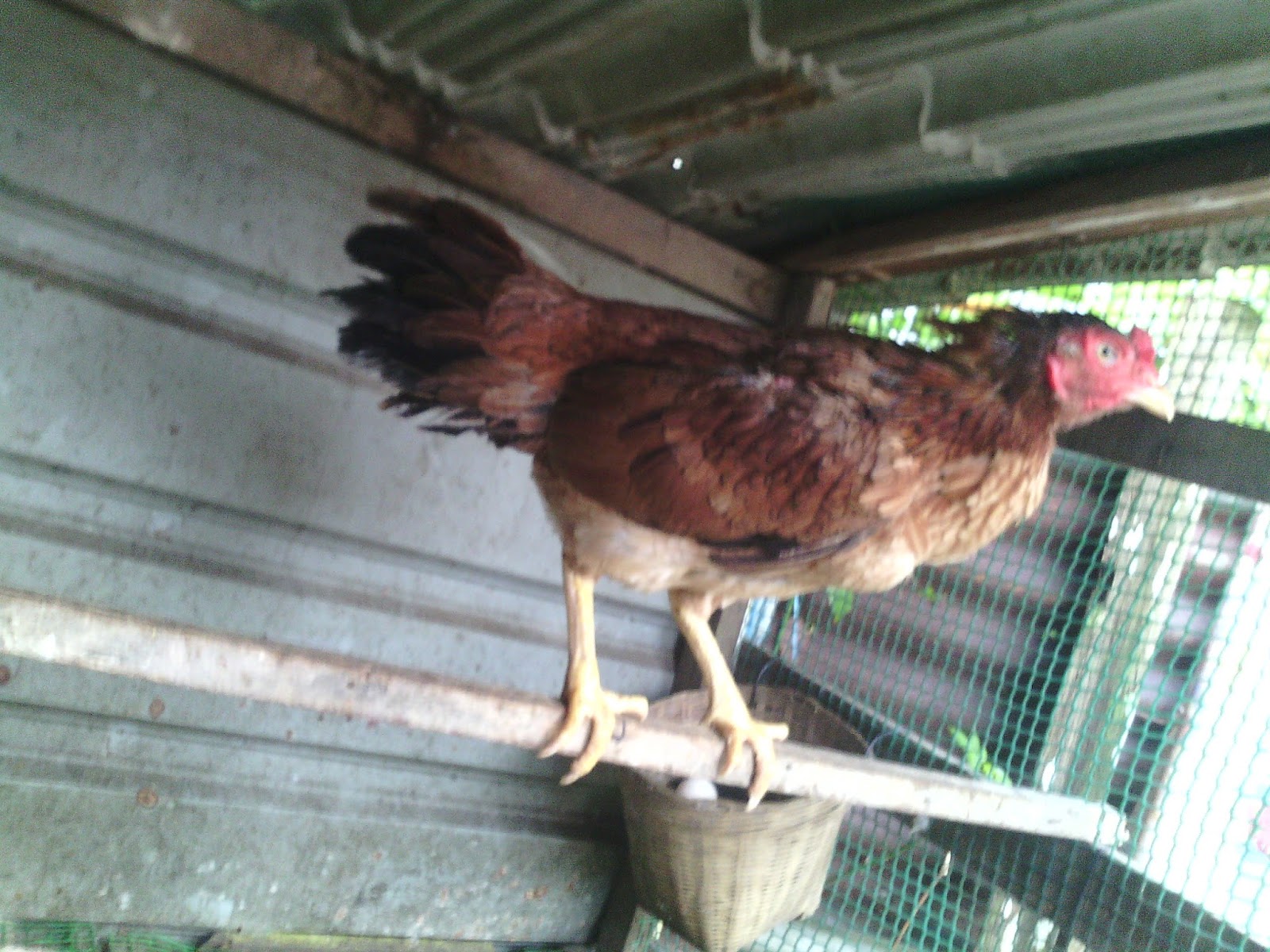 Pembiak Ayam Ratu LHK dan Malaysia Indio Gigante: Ayam Filipina yg